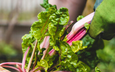 The spiritual life of gardening